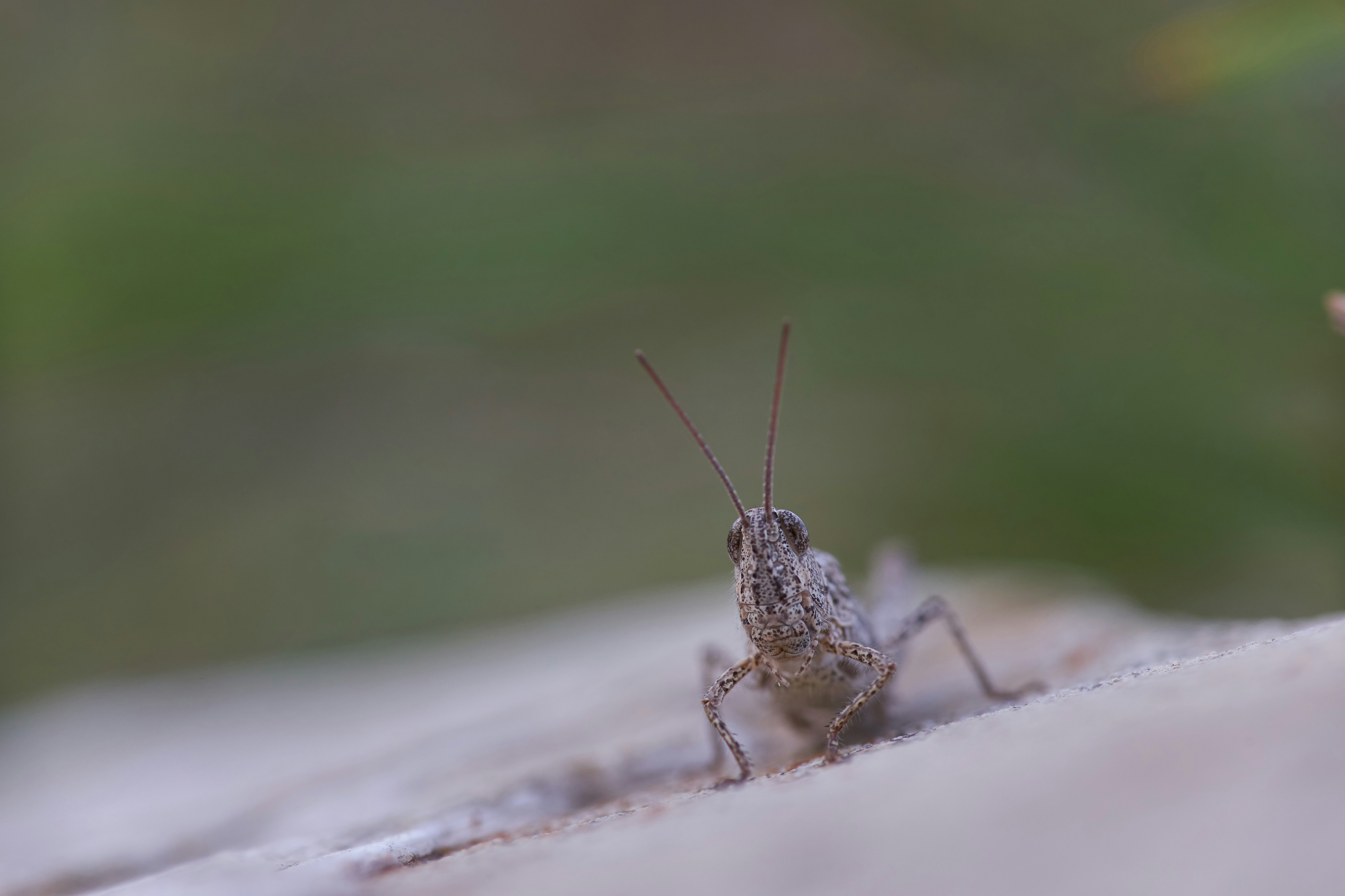 brown grasshopper on white surface in close up photography during daytime